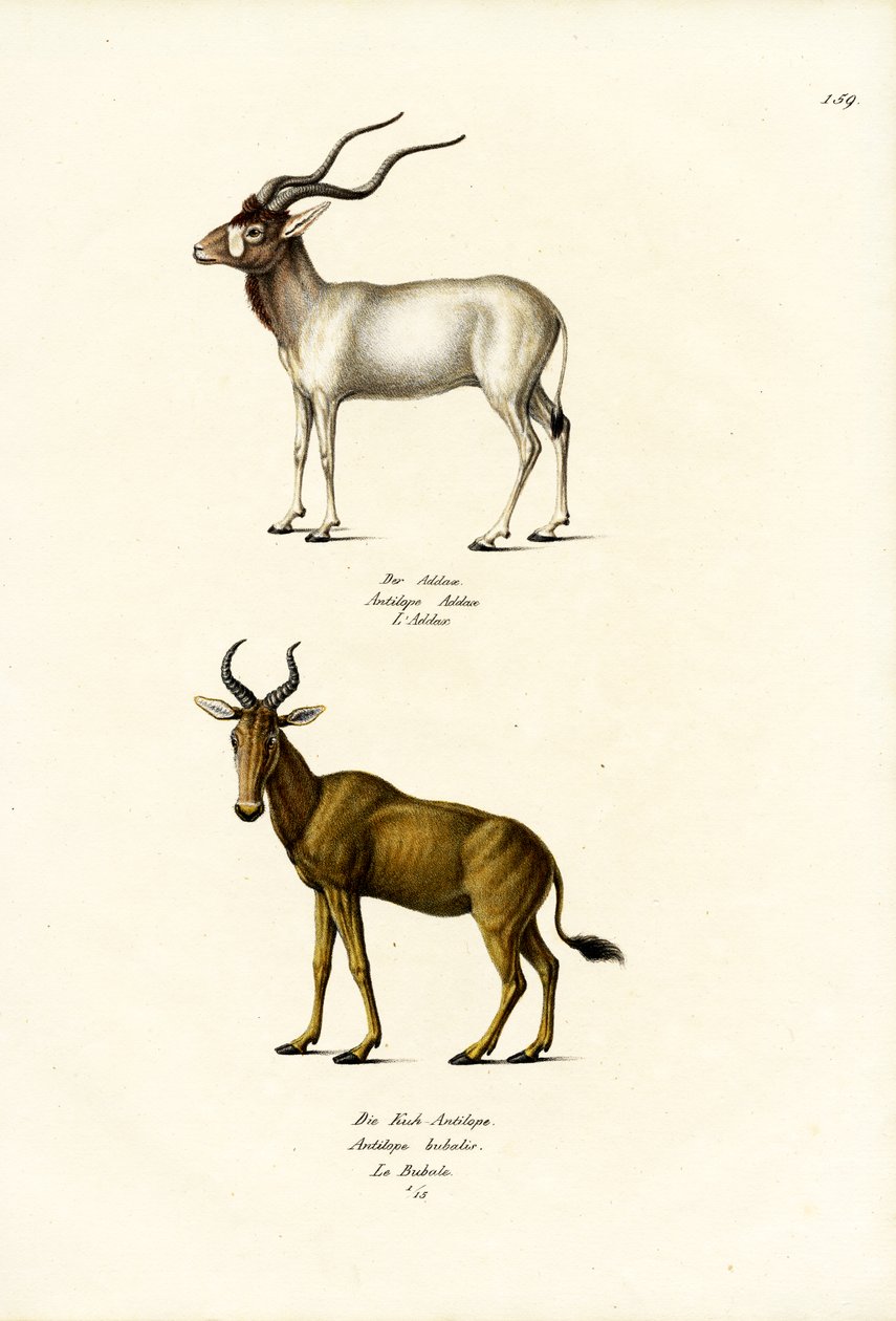 Addax, 1824 autorstwa Karl Joseph Brodtmann