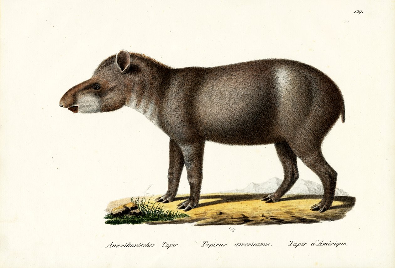 Tapir amerykański, 1824 autorstwa Karl Joseph Brodtmann