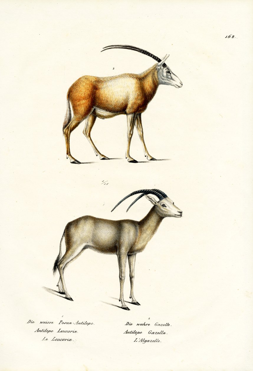 Oryks arabski, 1824 autorstwa Karl Joseph Brodtmann
