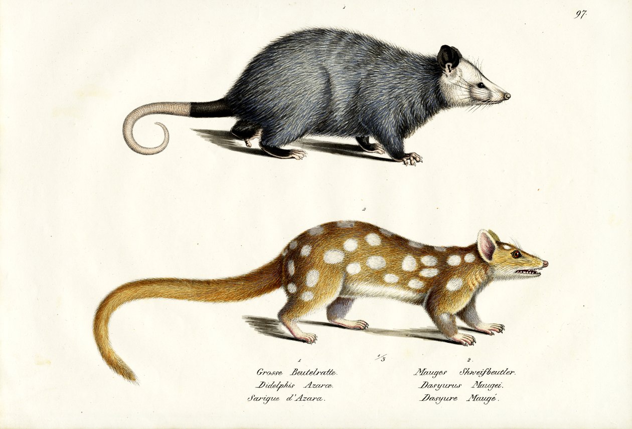 Azara S Possum, 1824 autorstwa Karl Joseph Brodtmann