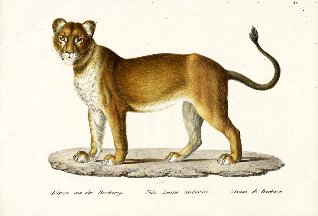Barbary Lwica, 1824 autorstwa Karl Joseph Brodtmann