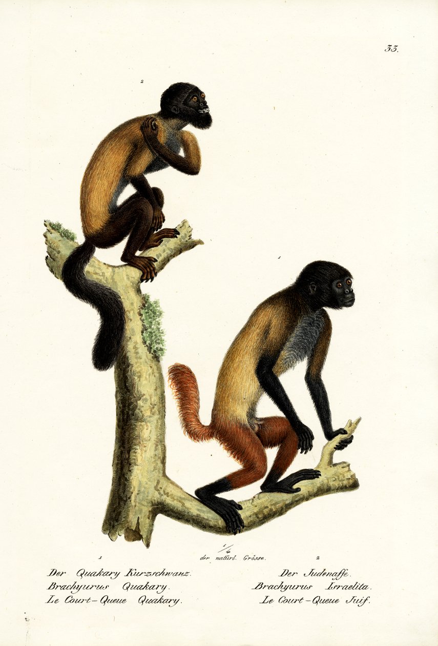 Brodaty Saki, 1824 autorstwa Karl Joseph Brodtmann