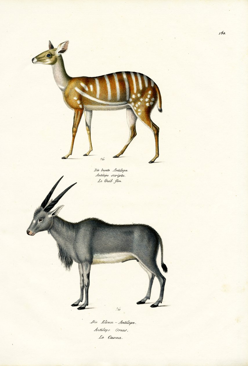 Bushbuck, 1824 autorstwa Karl Joseph Brodtmann