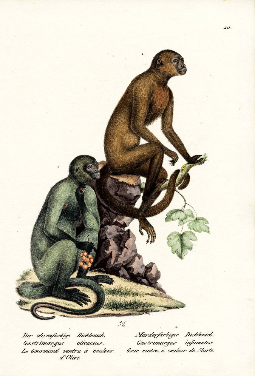 Kapucyn, 1824 autorstwa Karl Joseph Brodtmann