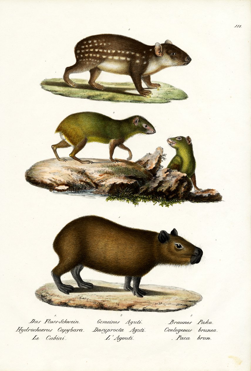 Kapibara, 1824 autorstwa Karl Joseph Brodtmann