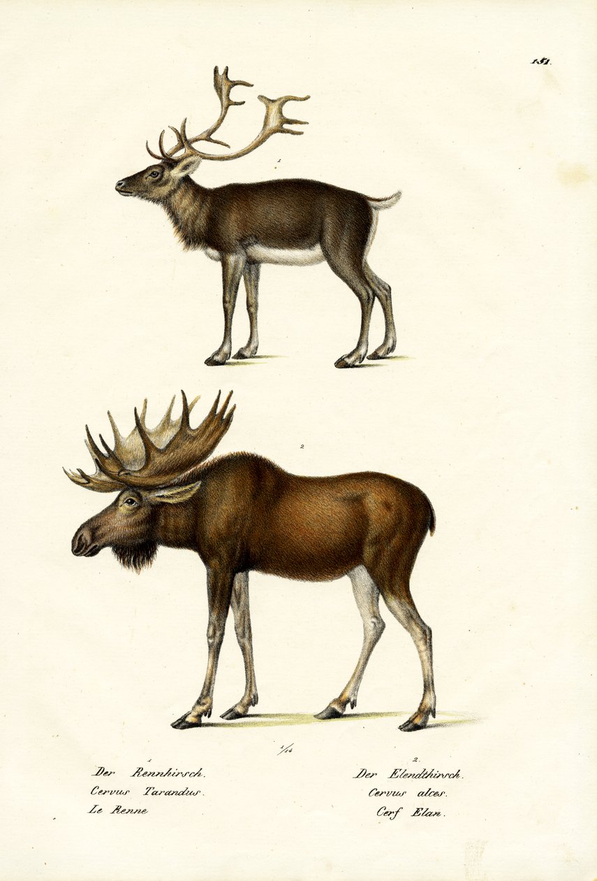 Karibu, 1824 autorstwa Karl Joseph Brodtmann