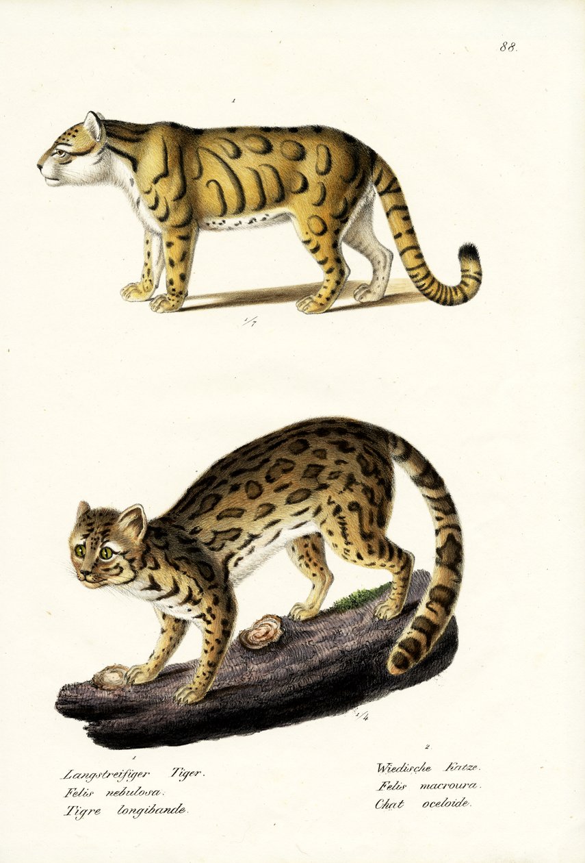 Lampart chmurny, 1824 autorstwa Karl Joseph Brodtmann