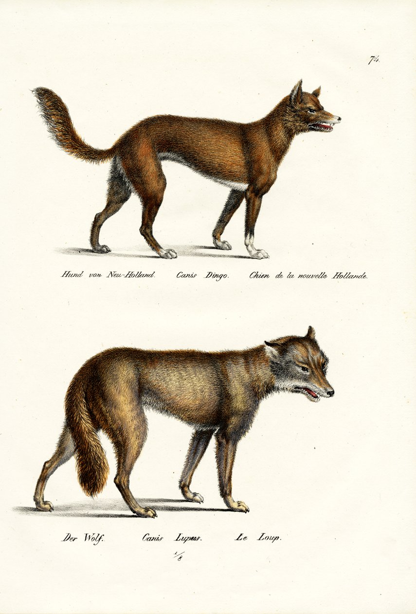 Dingo, 1824 autorstwa Karl Joseph Brodtmann