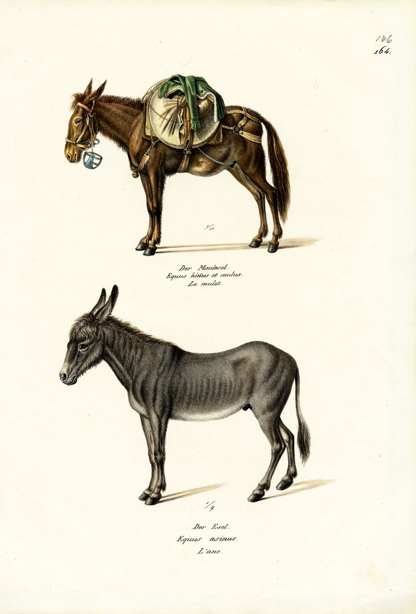 Osioł, 1824 autorstwa Karl Joseph Brodtmann