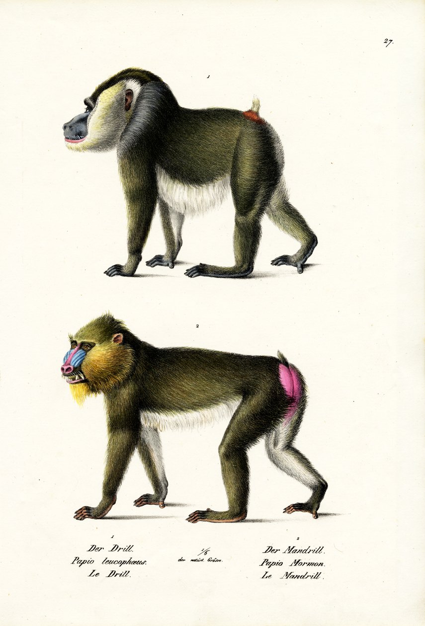 Wiertło, 1824 autorstwa Karl Joseph Brodtmann