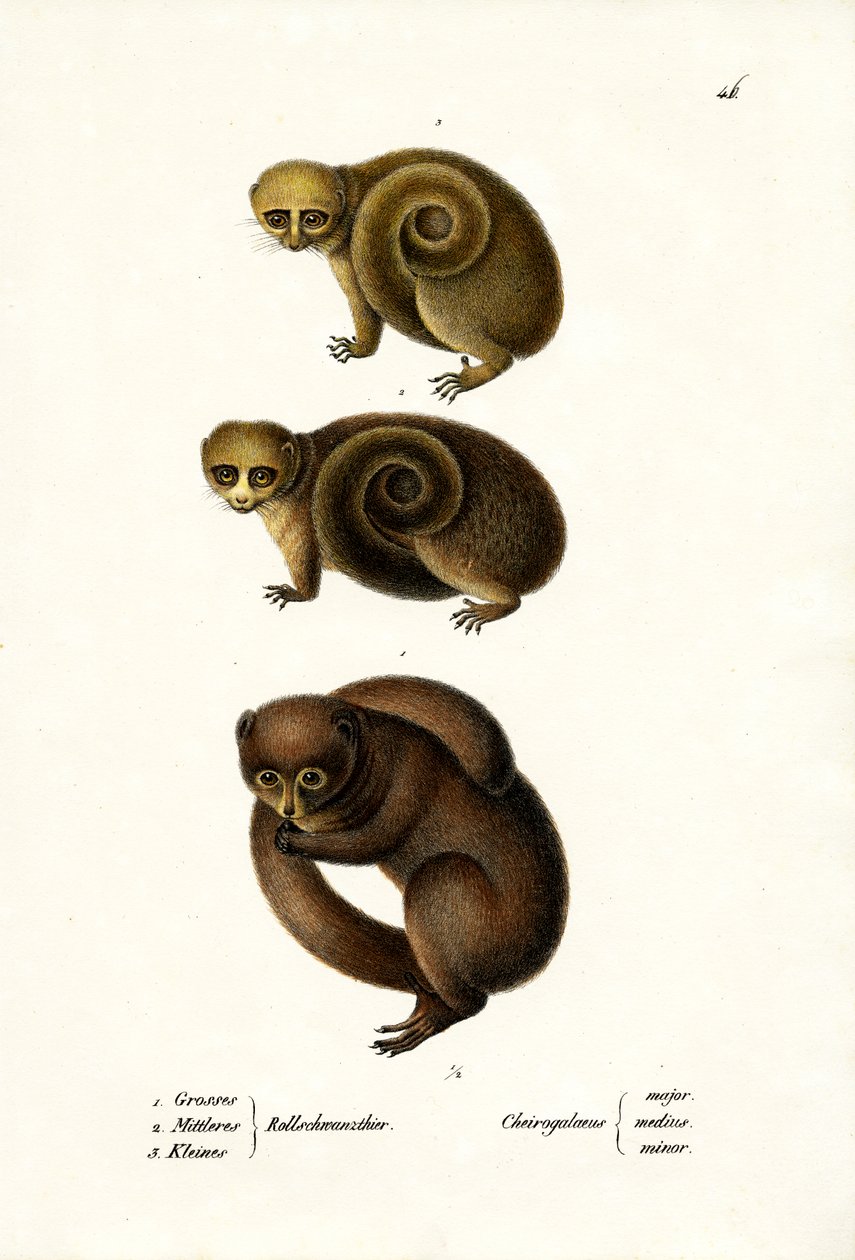 Lemur karłowaty, 1824 autorstwa Karl Joseph Brodtmann