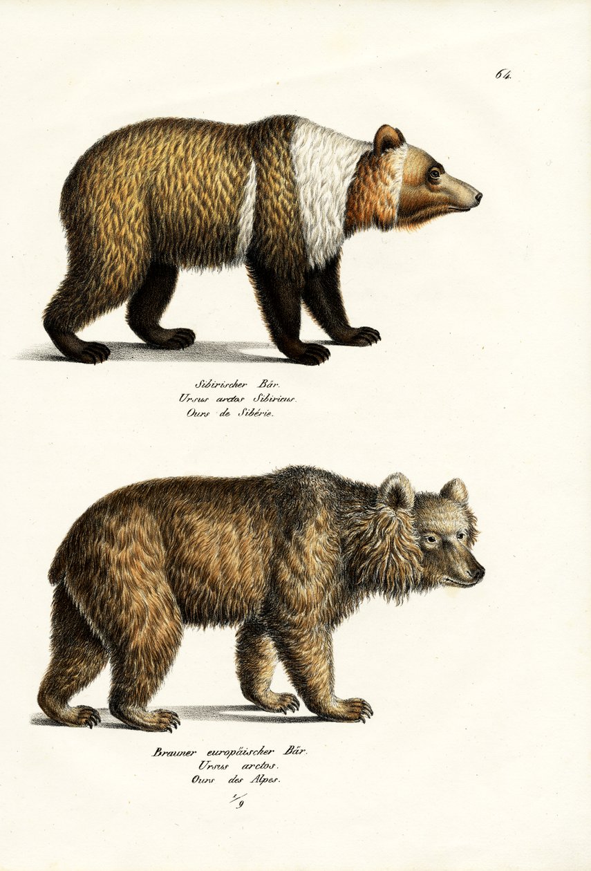 Europejski niedźwiedź brunatny, 1824 r. autorstwa Karl Joseph Brodtmann