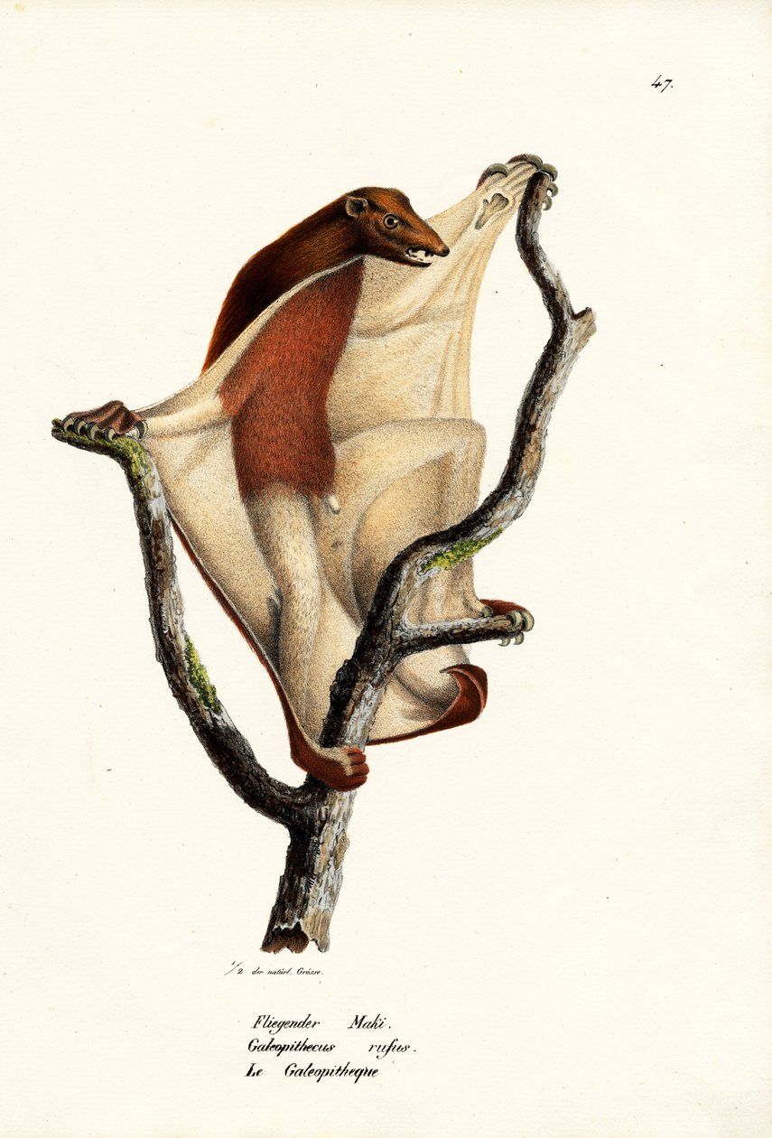 Latający lemur, 1824 autorstwa Karl Joseph Brodtmann