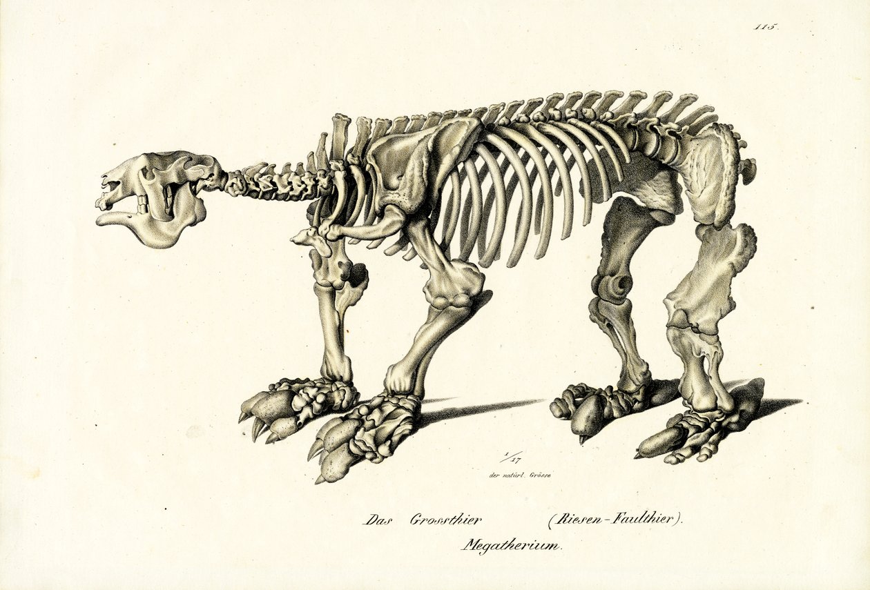 Gigantyczny leniwiec ziemi, 1824 autorstwa Karl Joseph Brodtmann