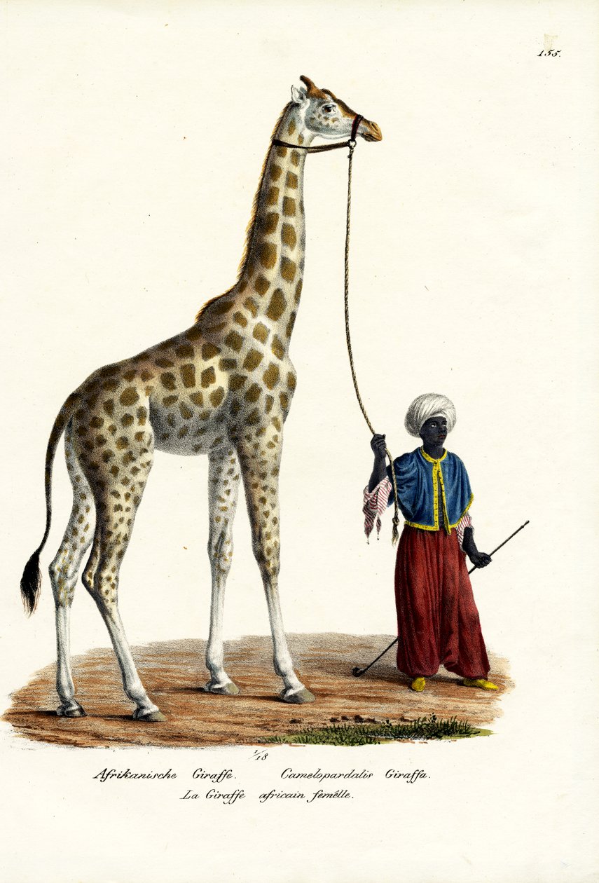 Żyrafa, 1824 autorstwa Karl Joseph Brodtmann