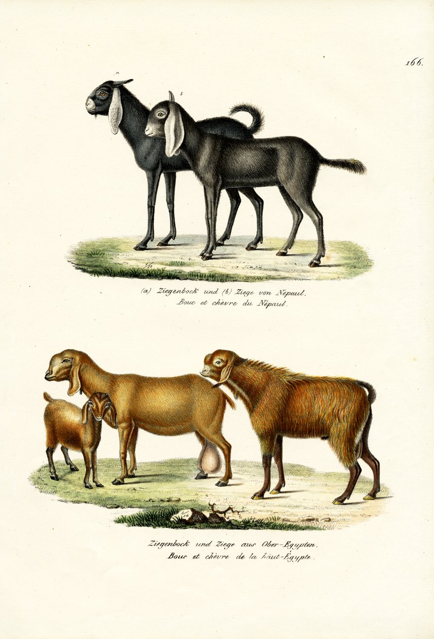 Kozioł, 1824 autorstwa Karl Joseph Brodtmann
