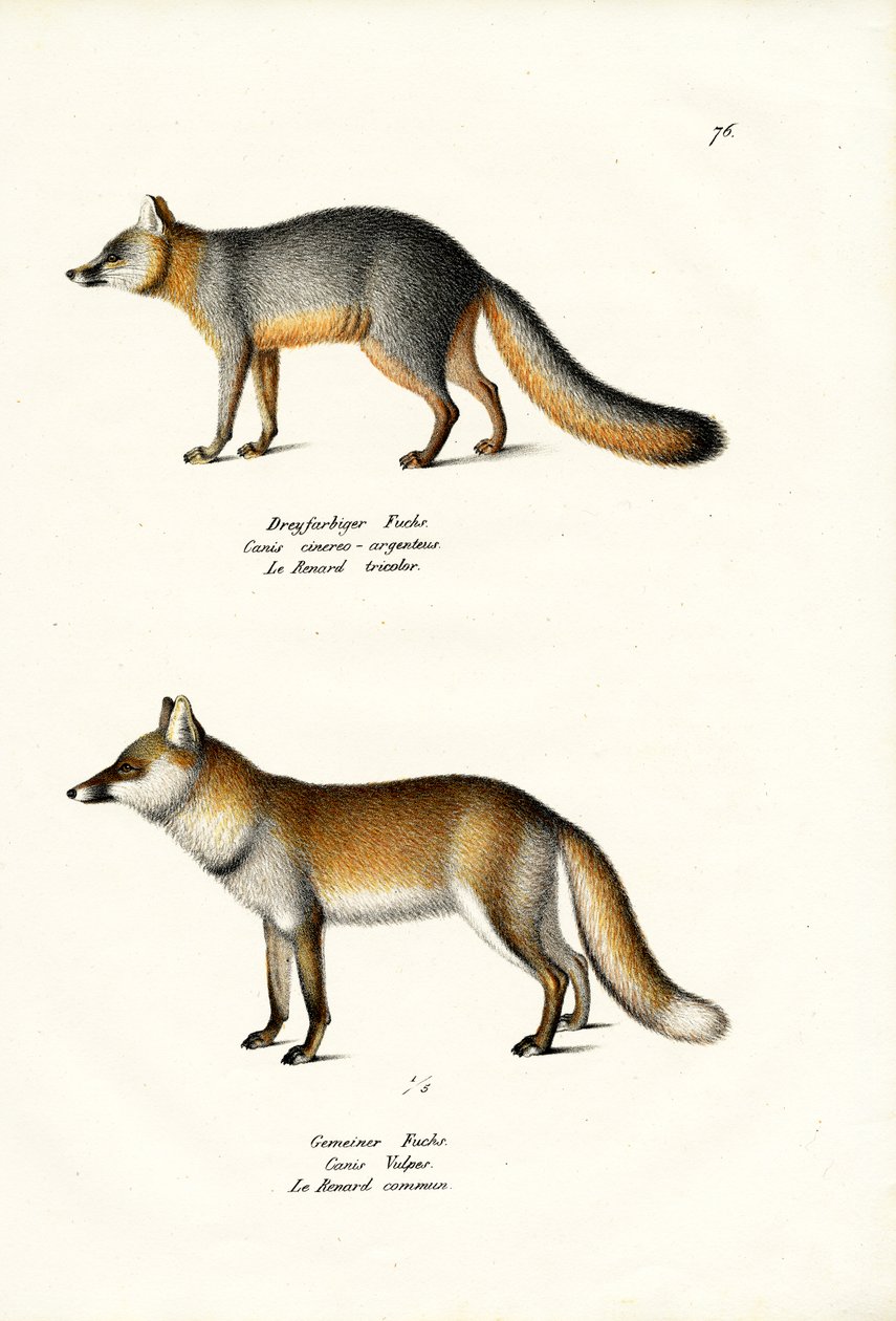 Szary Lis, 1824 autorstwa Karl Joseph Brodtmann