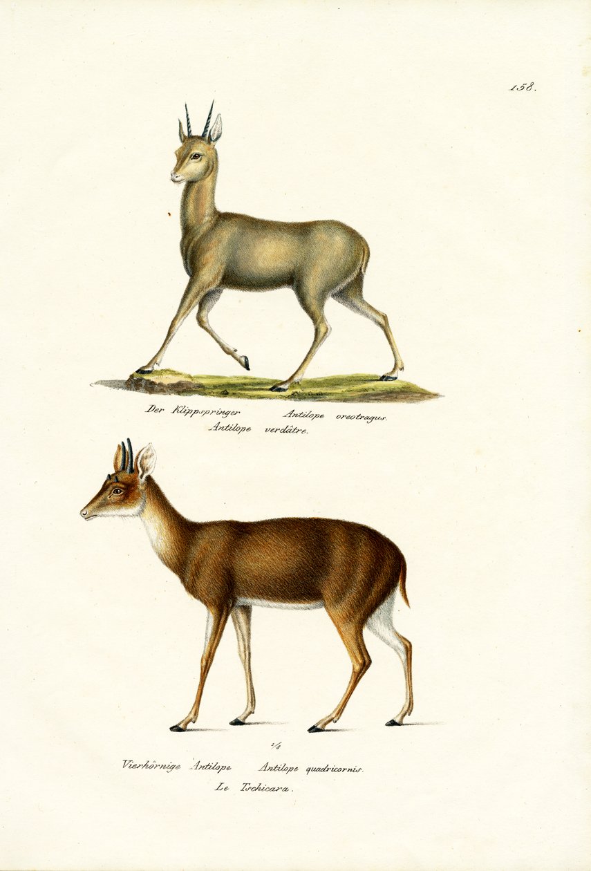 Klipspringer, 1824 autorstwa Karl Joseph Brodtmann
