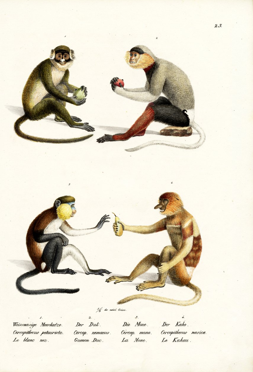 Mała małpa białonosa, 1824 autorstwa Karl Joseph Brodtmann