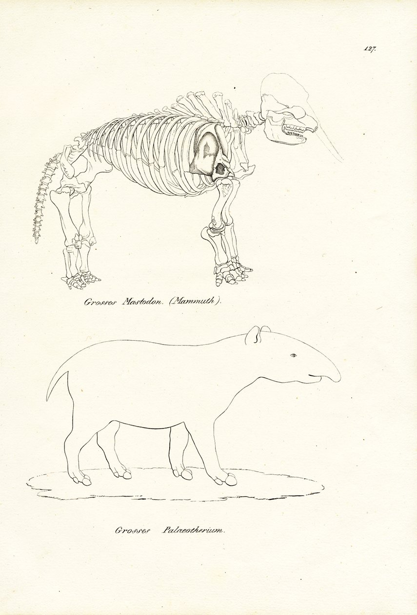 Mastodon, 1824 autorstwa Karl Joseph Brodtmann