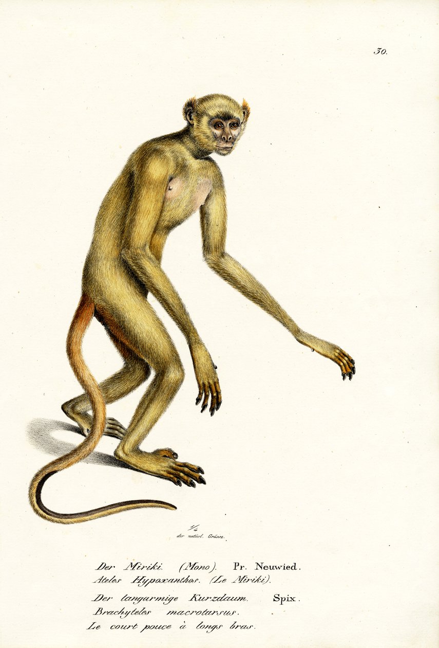 Północne Muriqui, 1824 autorstwa Karl Joseph Brodtmann