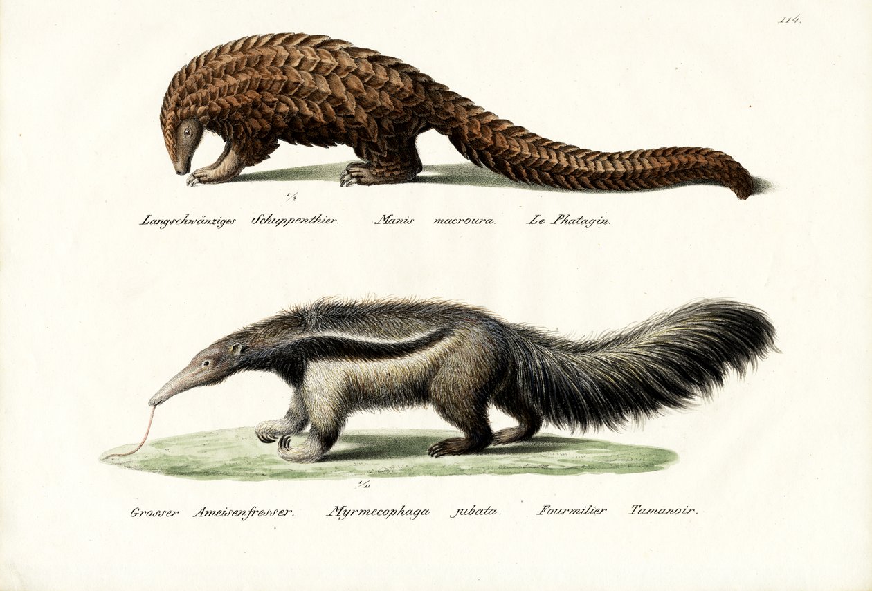 Pangolin Anteater, 1824 autorstwa Karl Joseph Brodtmann