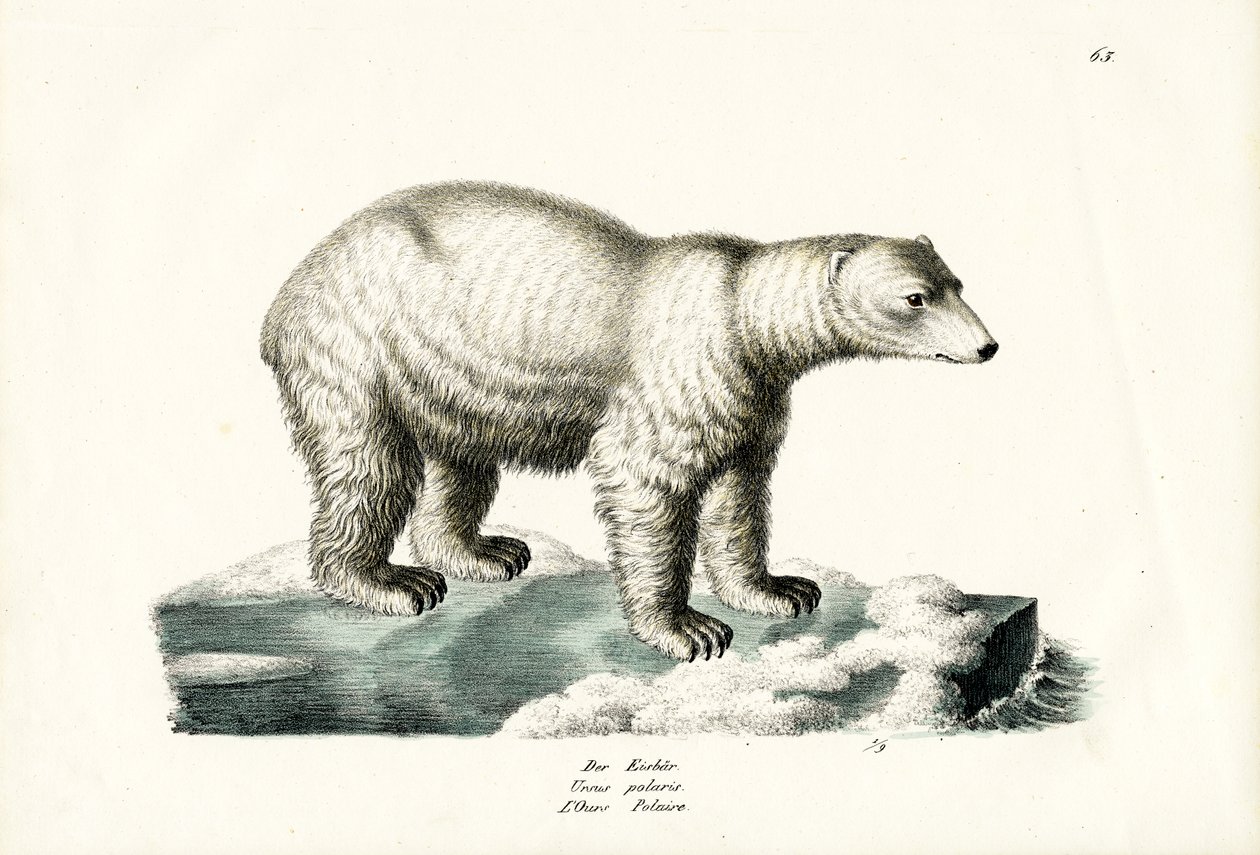 Niedźwiedź polarny, 1824 autorstwa Karl Joseph Brodtmann