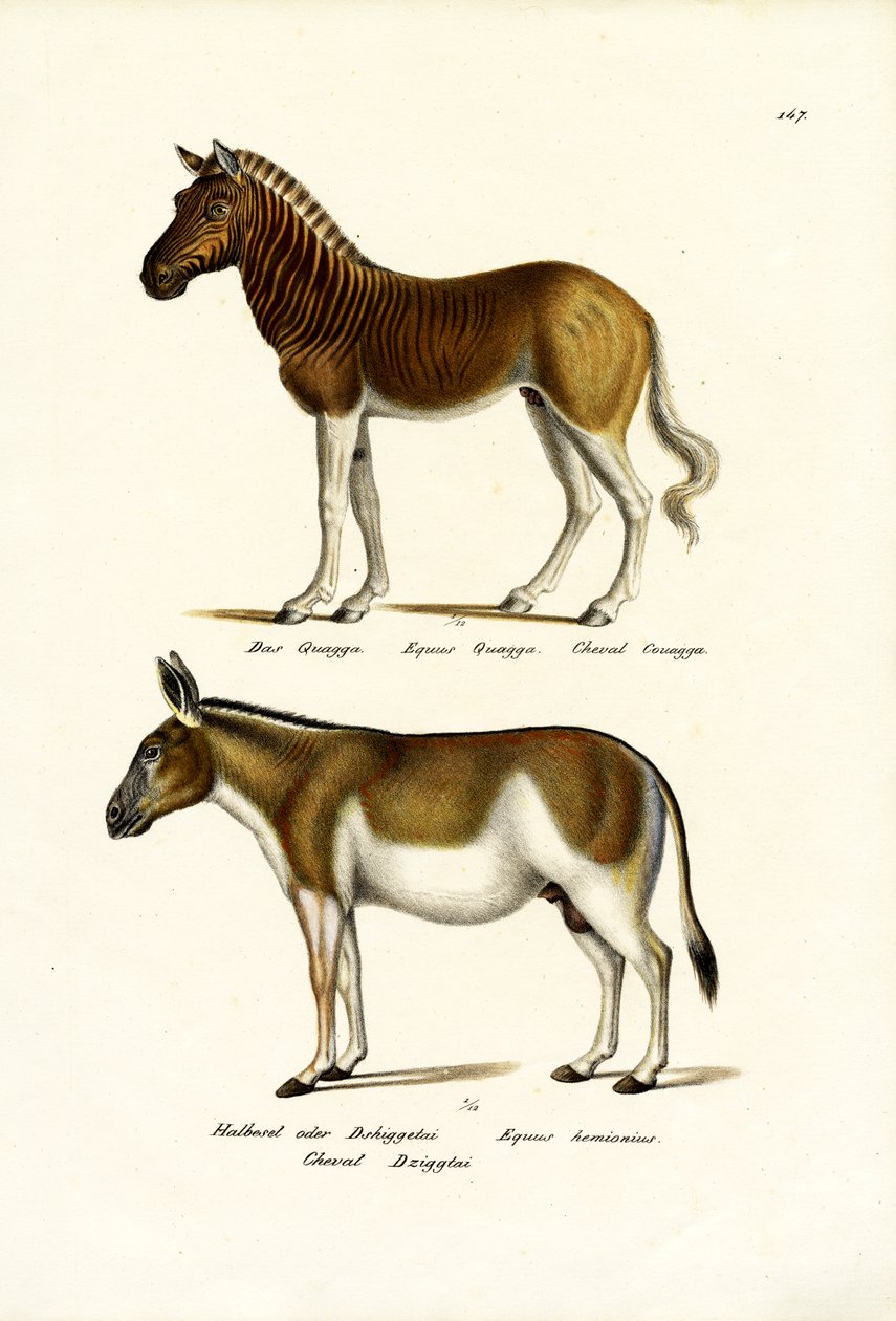 Kwagga, 1824 autorstwa Karl Joseph Brodtmann