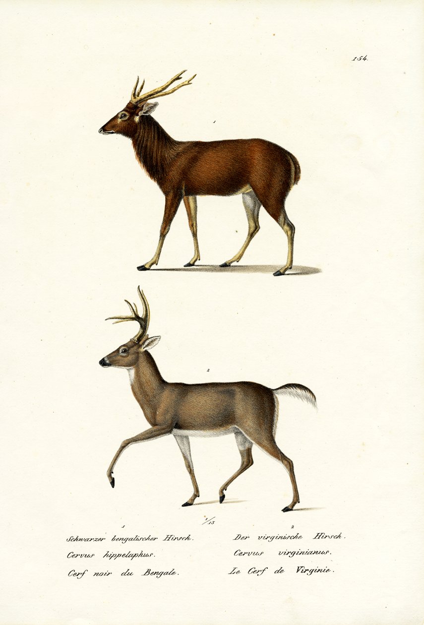 Jeleń, 1824 autorstwa Karl Joseph Brodtmann