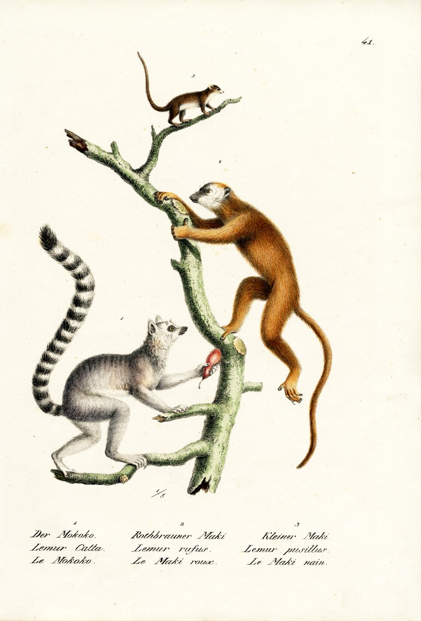 Lemur katta, 1824 autorstwa Karl Joseph Brodtmann