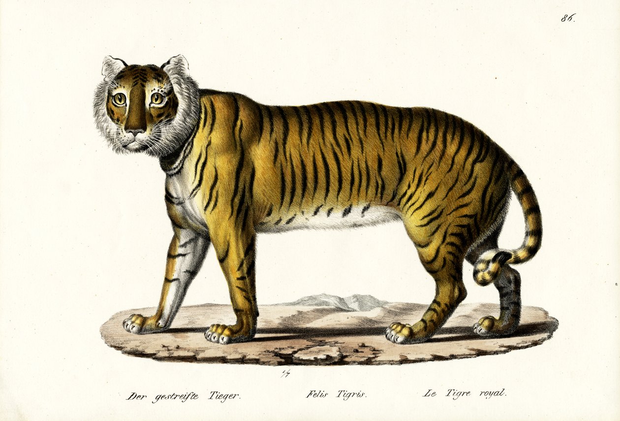 Królewski Tygrys, 1824 autorstwa Karl Joseph Brodtmann