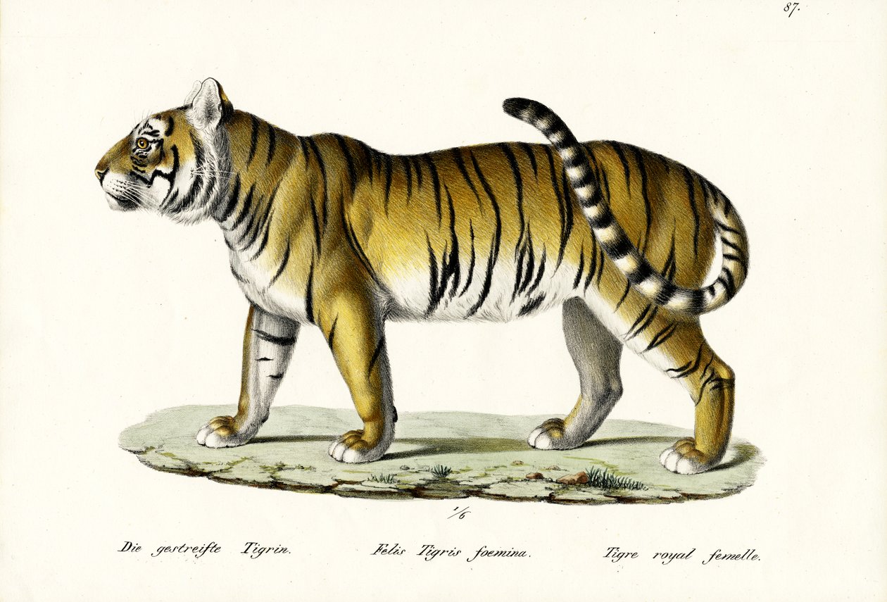 Królewski Tygrys, 1824 autorstwa Karl Joseph Brodtmann