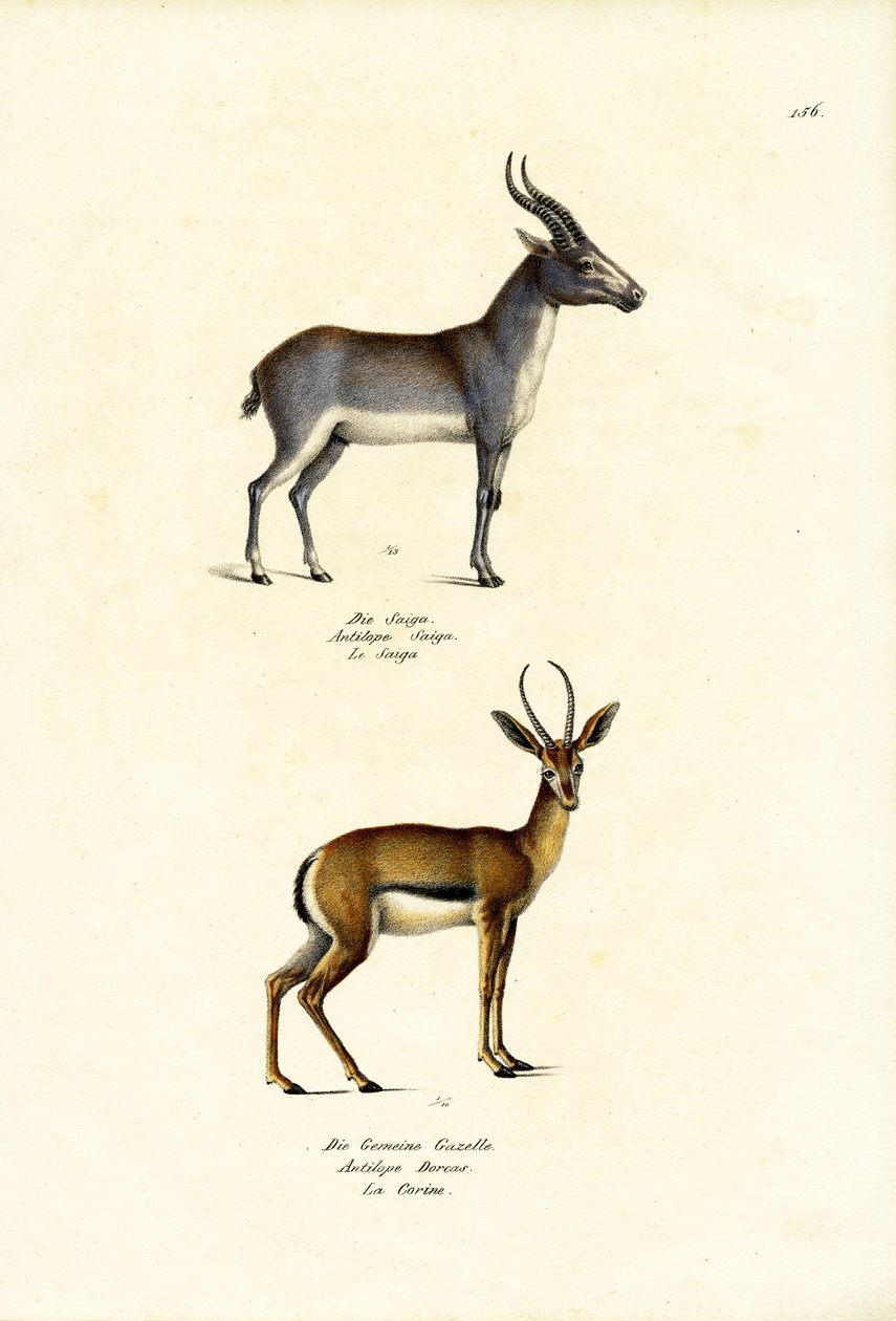 Saiga Antelope, 1824 autorstwa Karl Joseph Brodtmann