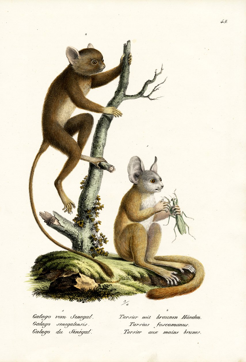 Senegal Bushbaby, 1824 autorstwa Karl Joseph Brodtmann
