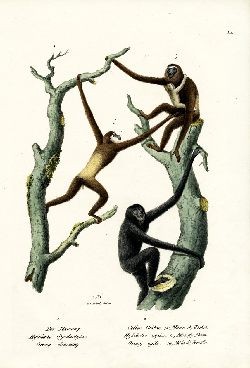 Siamang, 1824 autorstwa Karl Joseph Brodtmann