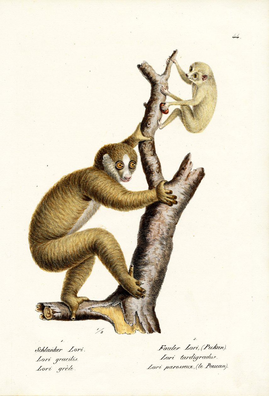 Smukły Loris, 1824 autorstwa Karl Joseph Brodtmann