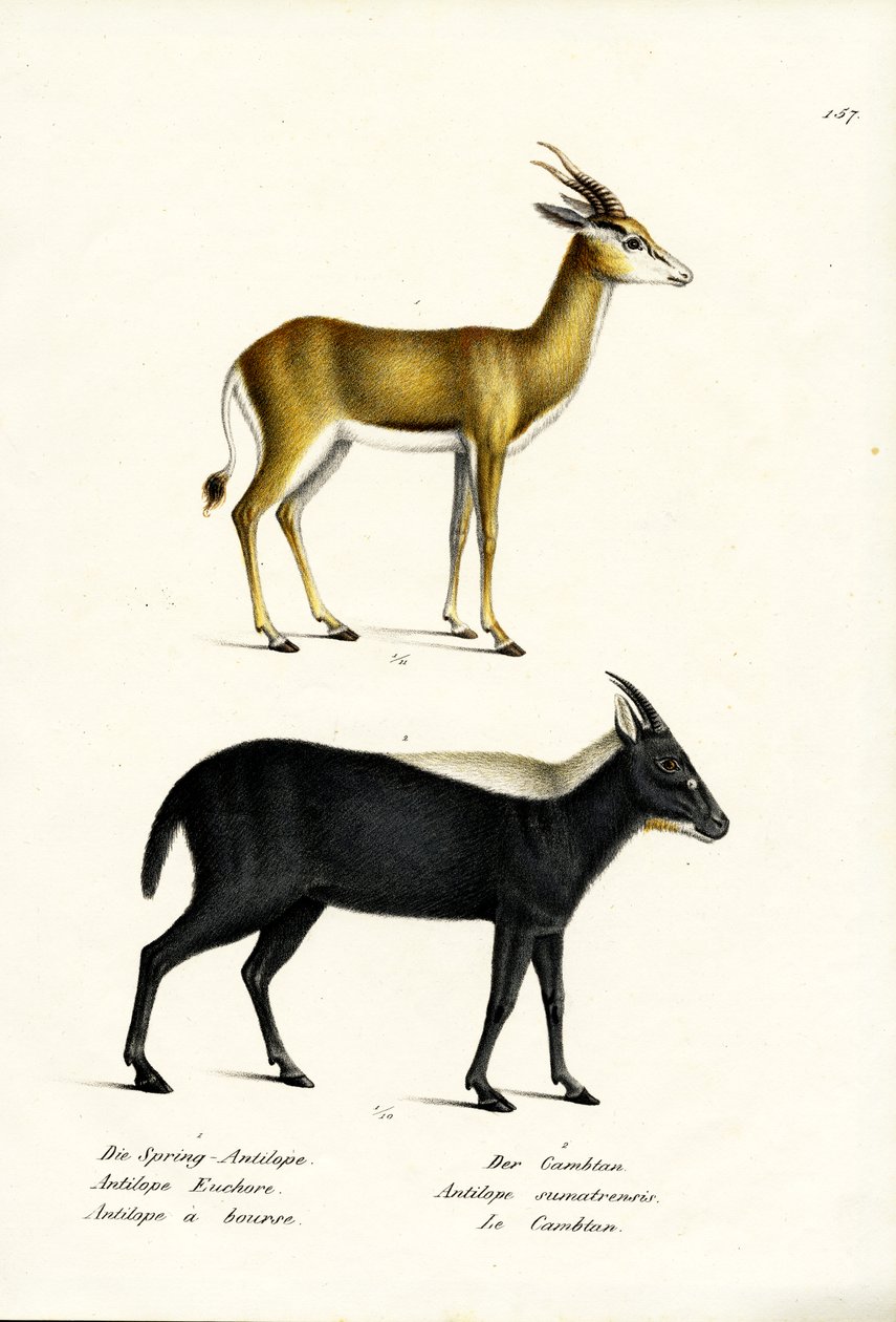 Springbuck, 1824 autorstwa Karl Joseph Brodtmann