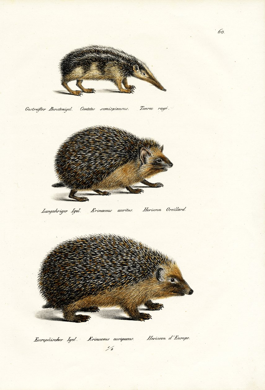 Tenrec bezogonowy, 1824 autorstwa Karl Joseph Brodtmann