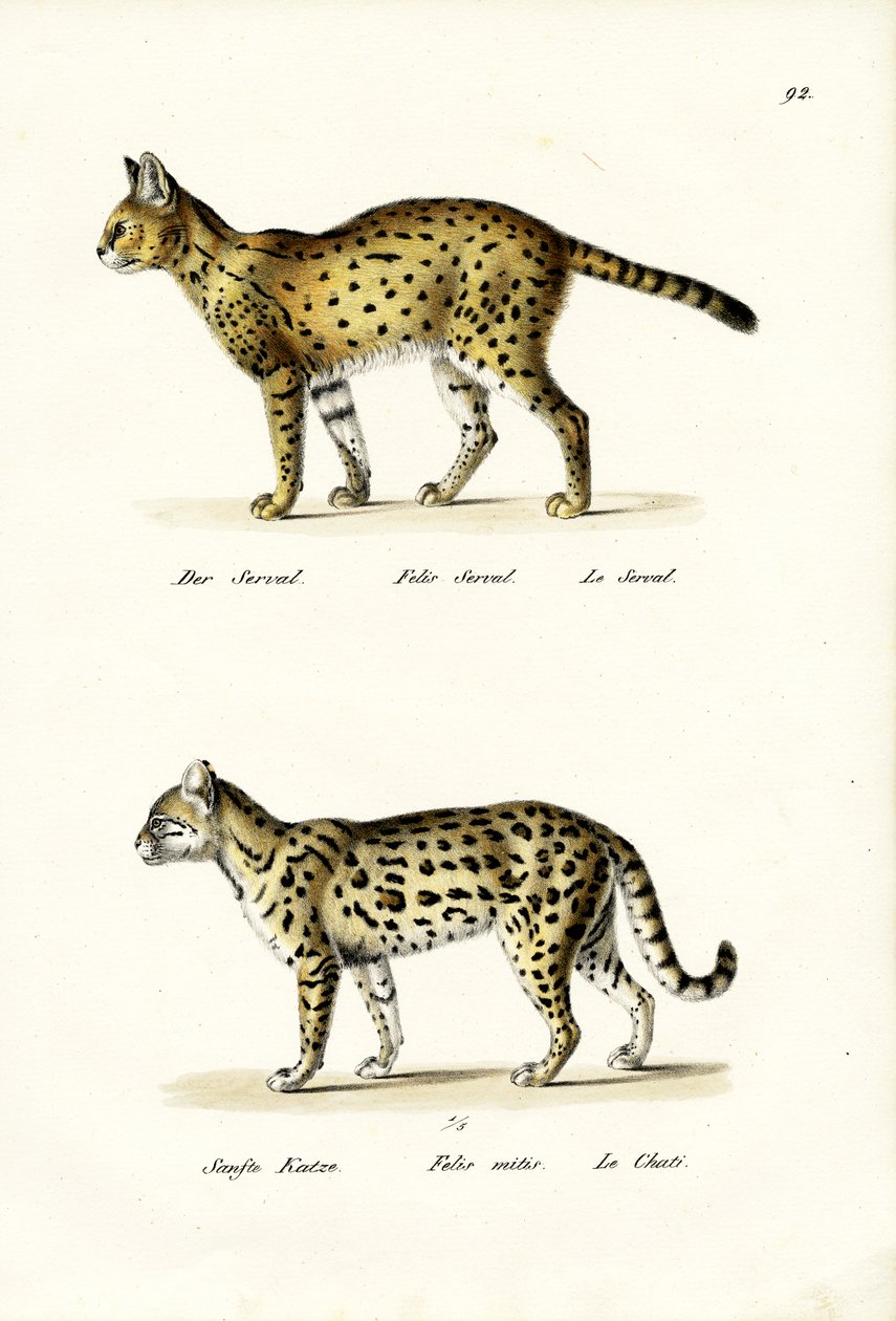 Kot tygrysi, 1824 autorstwa Karl Joseph Brodtmann