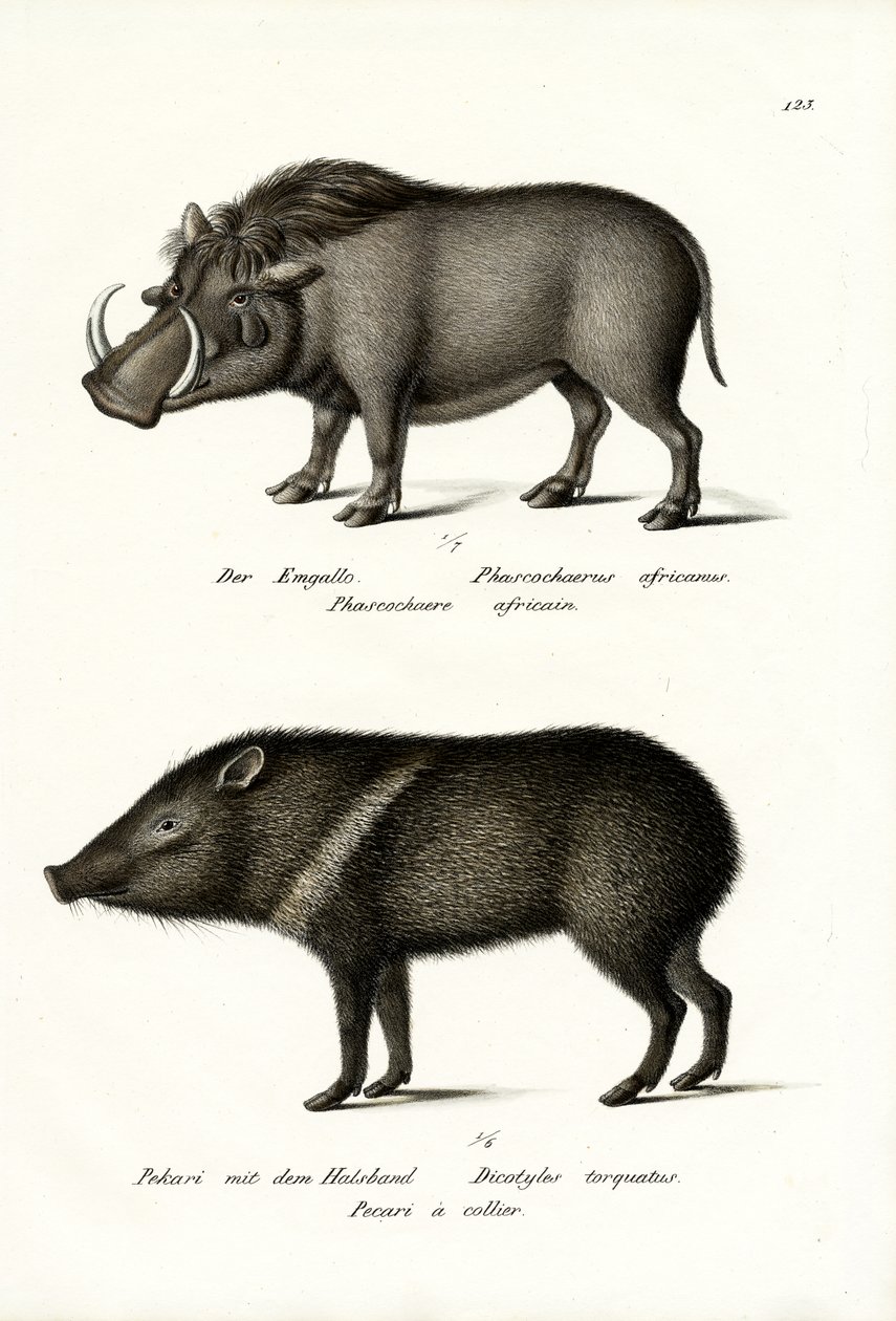 Guziec, 1824 autorstwa Karl Joseph Brodtmann