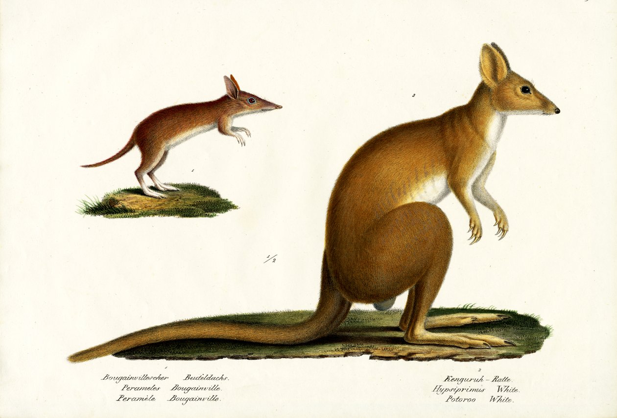Bandicoot zachodni, 1824 autorstwa Karl Joseph Brodtmann