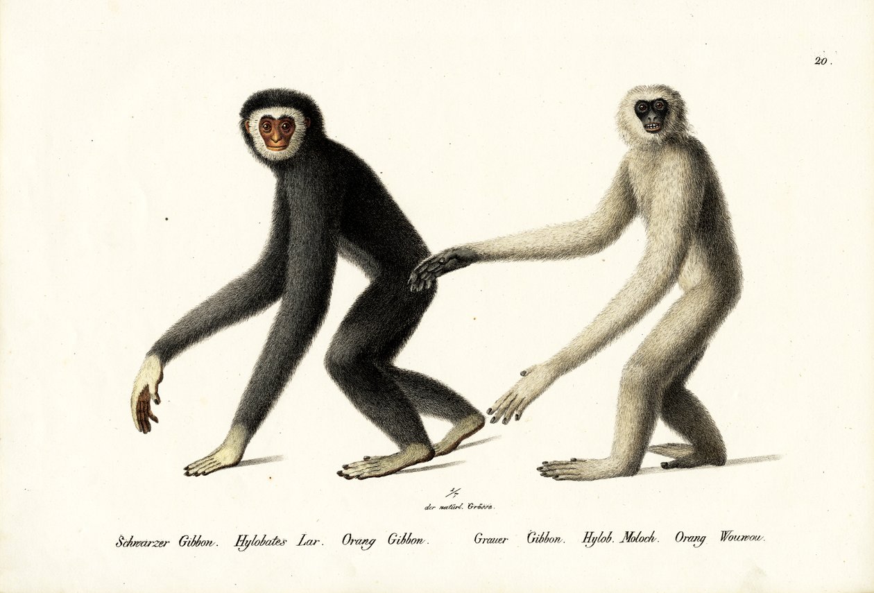 Gibon białoręczny, 1824 autorstwa Karl Joseph Brodtmann