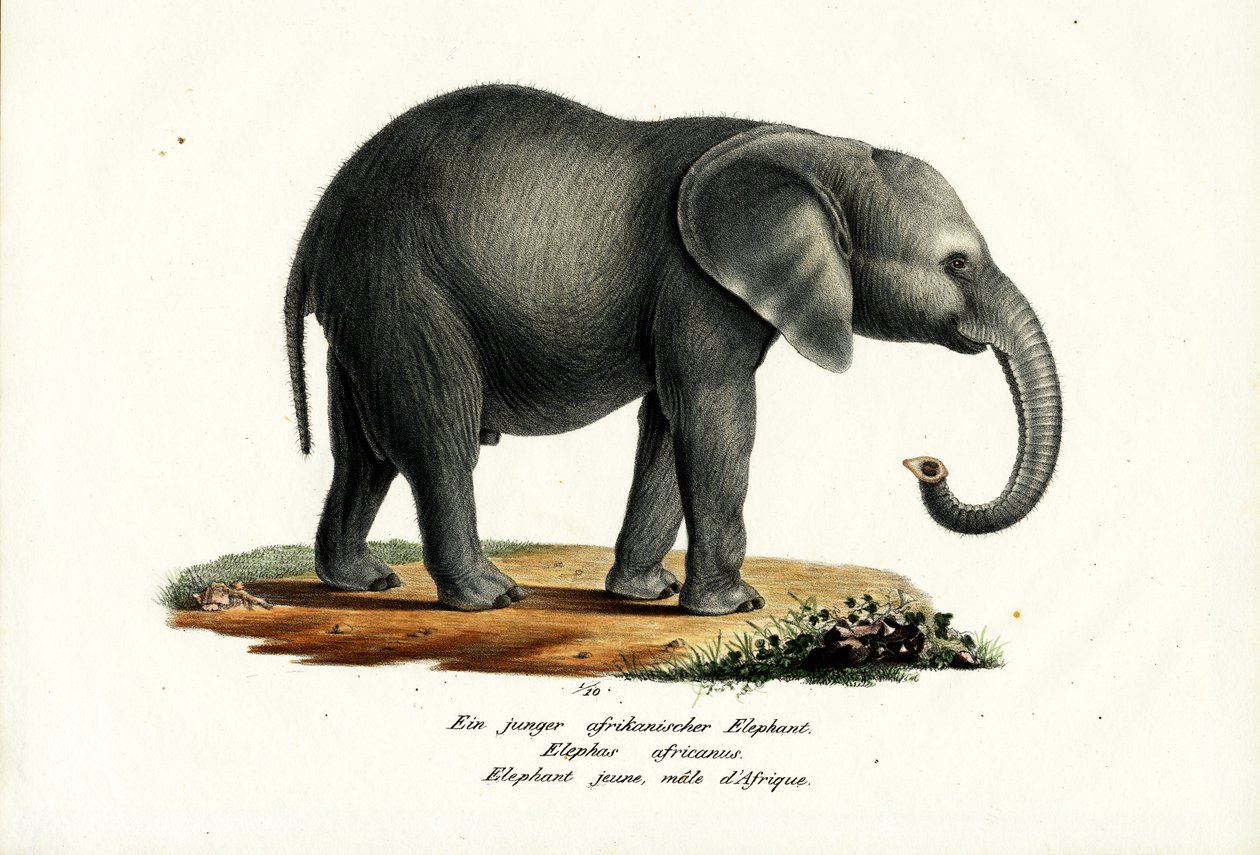 Młody słoń afrykański, 1824 autorstwa Karl Joseph Brodtmann
