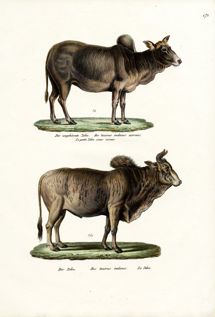 Zebus, 1824 autorstwa Karl Joseph Brodtmann