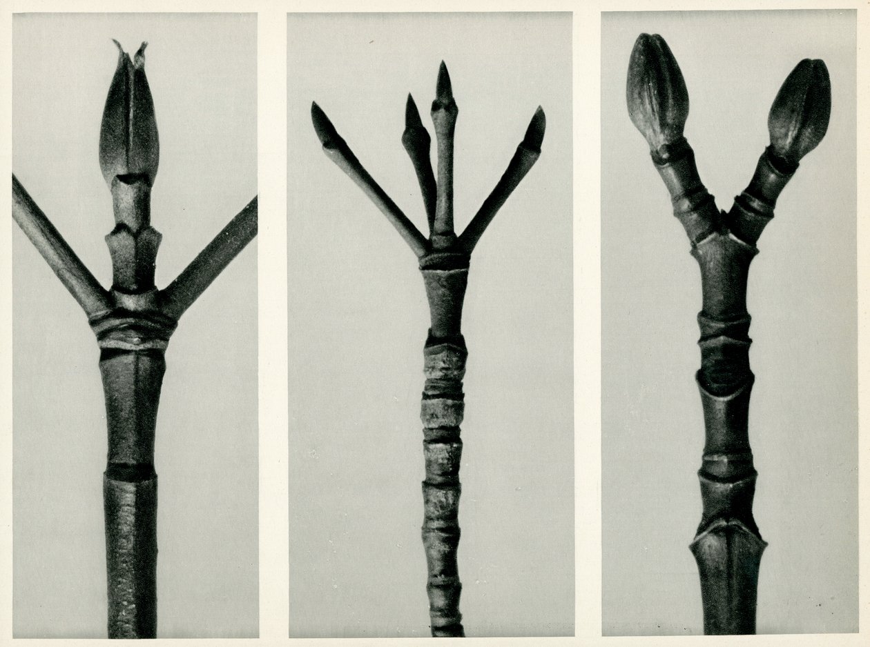 Cornus Nuttallii, 1929 (fotograwiura) autorstwa Karl Blossfeldt