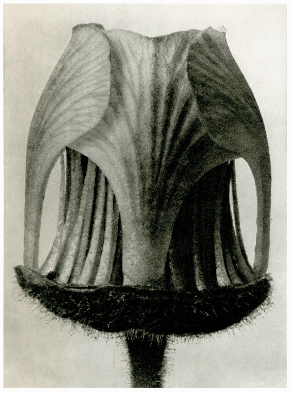 Rywal Geum. 1929 (fotograwiura) autorstwa Karl Blossfeldt