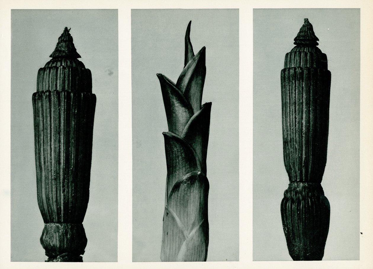 Gorączka skrzypu, 1929 (fotograwiura) autorstwa Karl Blossfeldt