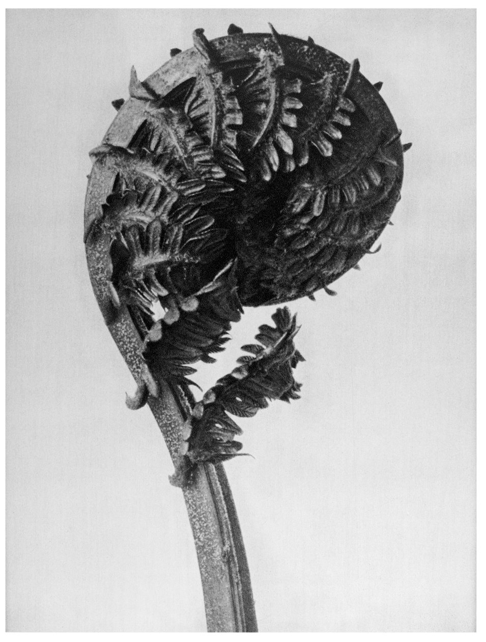 Oryginalne formy sztuki autorstwa Karl Blossfeldt