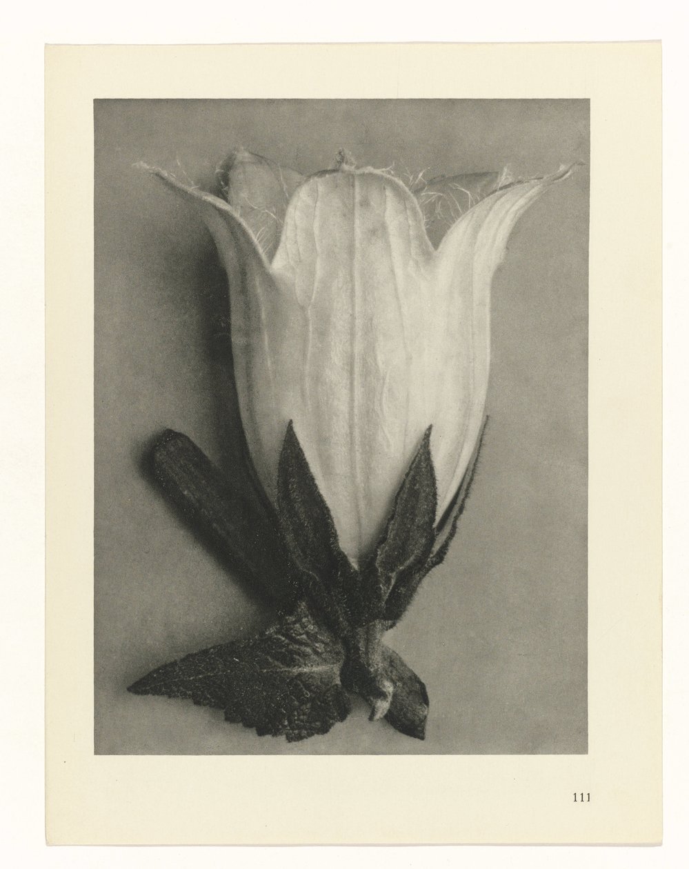 Badania roślin Archetypy sztuki: fotograficzne wizerunki roślin (tytuł serii) autorstwa Karl Blossfeldt