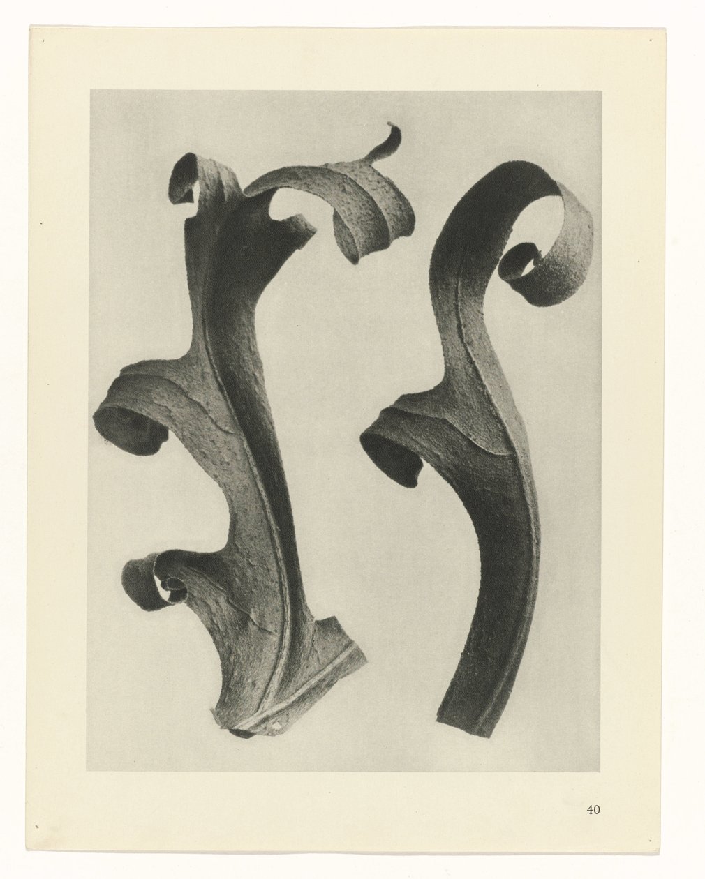Badania roślin Archetypy sztuki: fotograficzne wizerunki roślin (tytuł serii) autorstwa Karl Blossfeldt